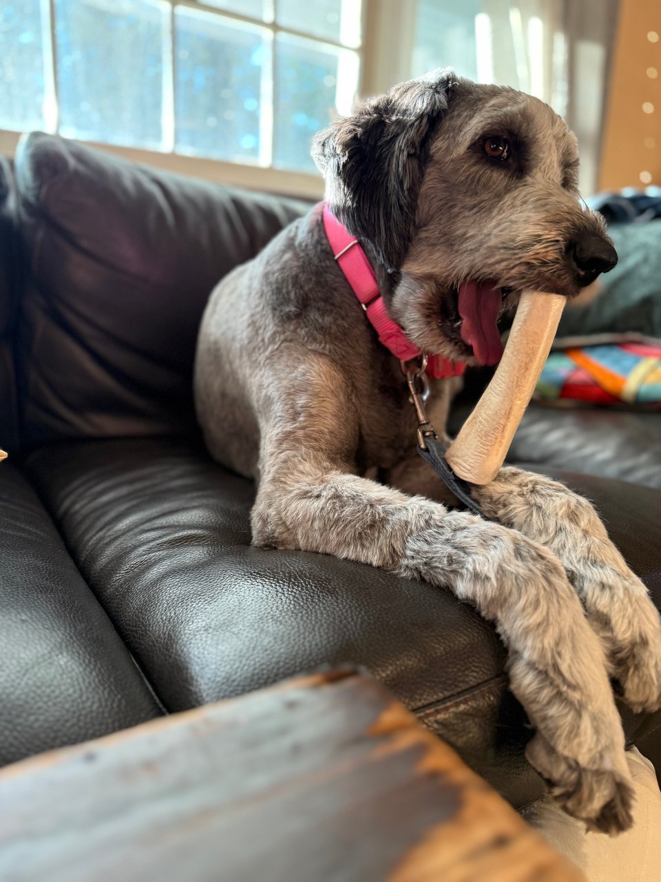 photo of a gray aussiedoodle on a black leather couch chewing on a hollow bone/chew-toy. It's vertical and her mouth is open, so it looks like a gigantic tooth protruding from her upper gums