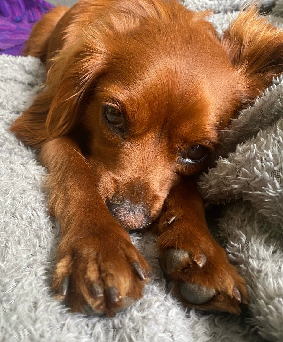 Radio shows off his big paws.