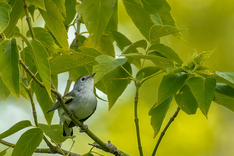 A Chestnut-sided Warbler sings from a box elder tree in a past August. Not all warblers fly farther north for the summer. / Photo by Earl Bye