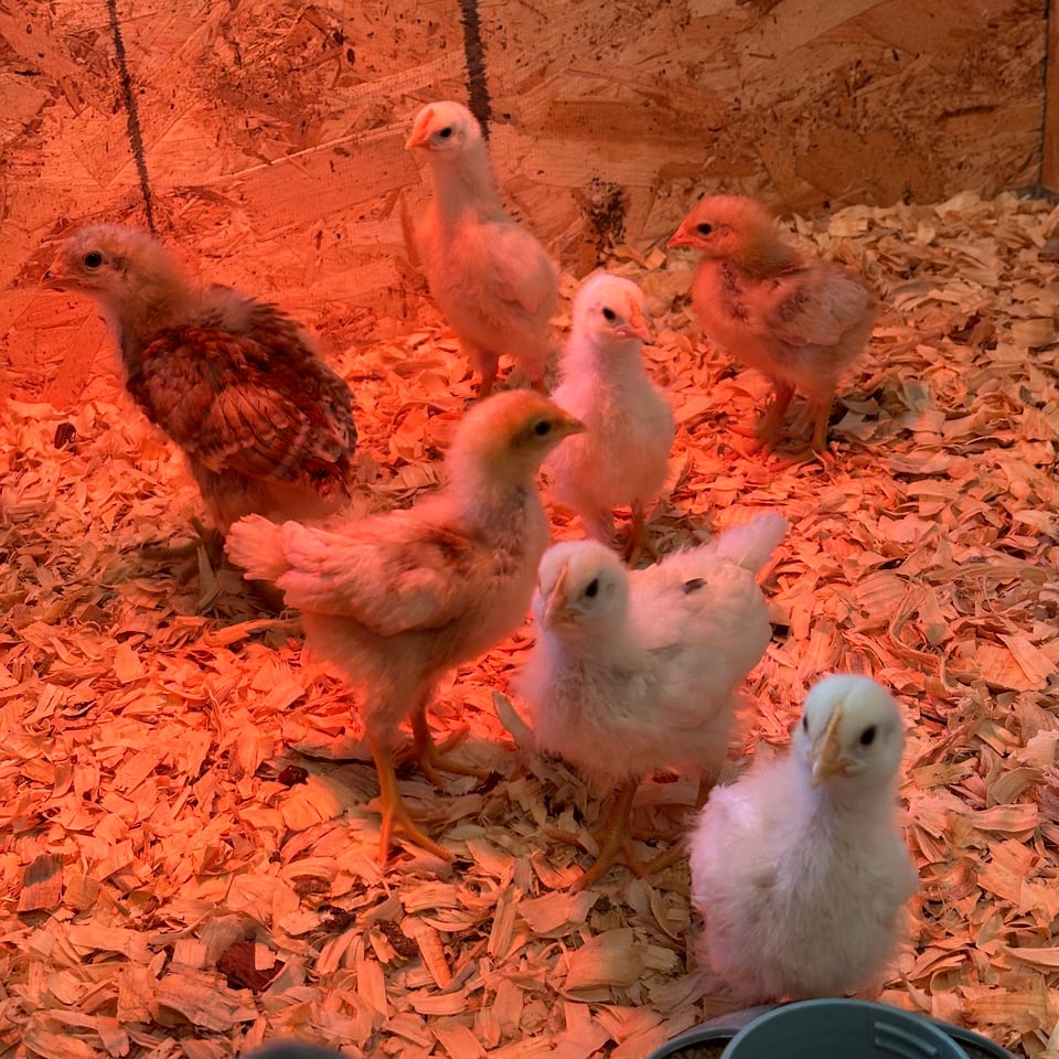 chicks in a brooder