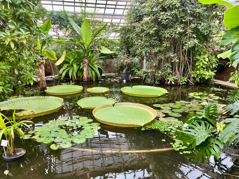 A circular indoor pond, with large green lily pads on the surface, and a variety of plants and trees around the edge. A ceiling is visible in the background – this is inside a greenhouse.