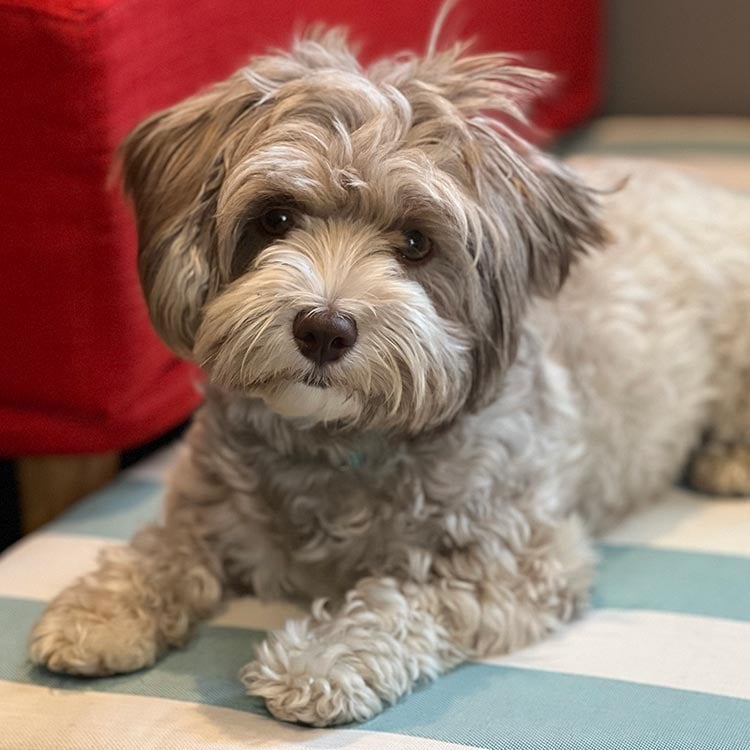 Chicken, a small, fluffy Havanese Poodle mix with curly white, gray, and light brown fur. She also has brown eyes and button nose. She is staring at the camera and lying on all fours, resting atop a light blue and white striped cusion.