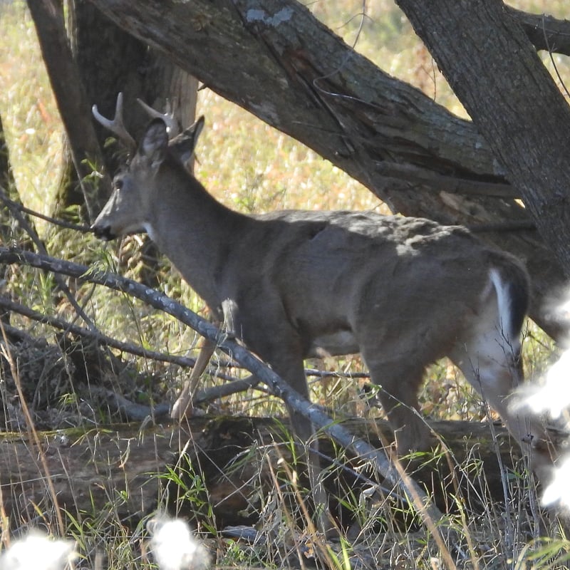A buck on its way to — somewhere, probably your garden. The relative modesty of this one’s antlers may spare it for another year. / Photo by Steve Dietz