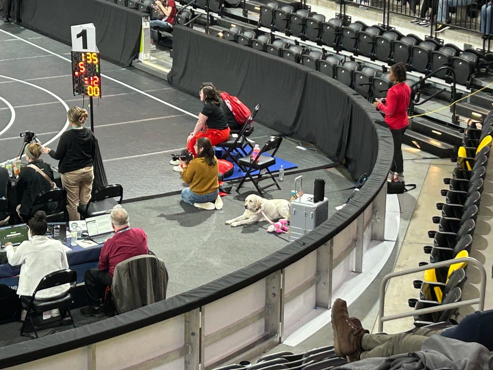 A dog lies down in the corner of an arena floor where a wrestling meet is taking place