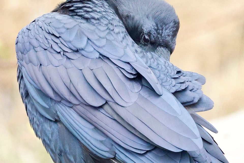 Common raven looks over its shoulder, coquettishly.