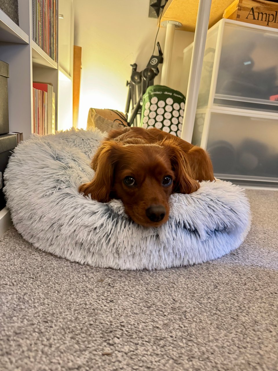 A cute dog on a cushion.