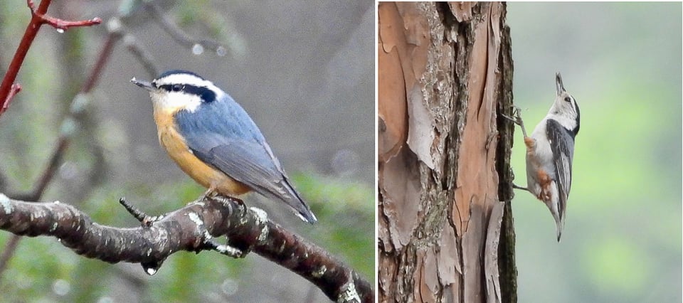 From left: Red-breasted Nuthatch, White-breasted Nuthatch. / Photos by Steve Dietz