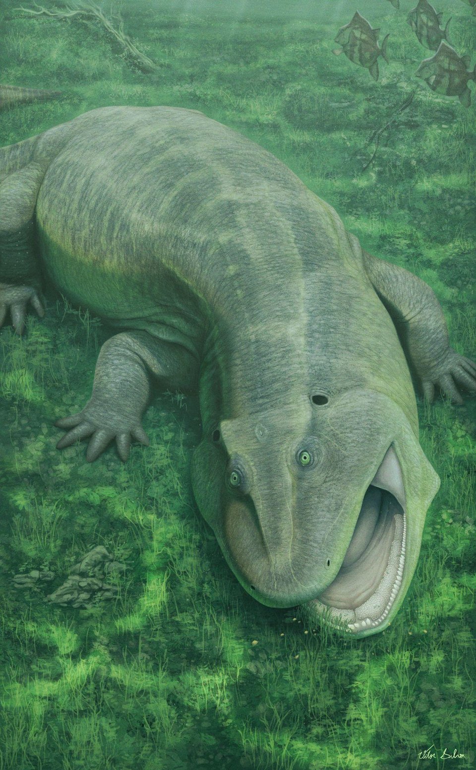 An artist's rendition of a salamander-like creature with strange teeth, the jaw lined with peg-like teeth and a pavement of rough, smaller teeth behind them. The animal is munching on soft water plants.