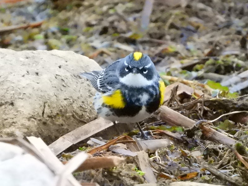 “Who are you calling Butter-butt??!!” this little one seems to be indignantly asking. Formerly known as the Yellow-rumped Warbler, the newly renamed Myrtle Warbler is one of many warblers you’ll see in the park during the May migration. / Photo by Steve Dietz