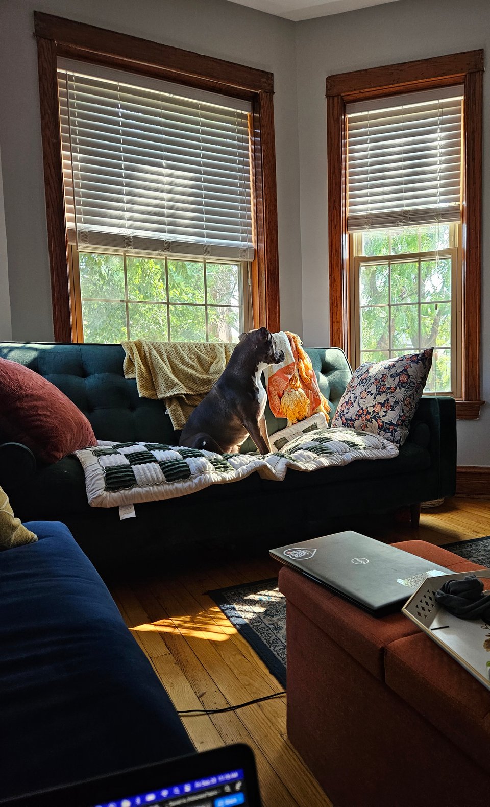 A cute dark haired pit bull mix sitting on a comfy looking couch staring out a window.