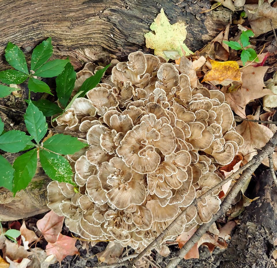 Hen of the woods (maitake) mushrooms grow around living and dying oaks, often at their bases, often in multiples, in the fall. / Photo by Pamela Miller
