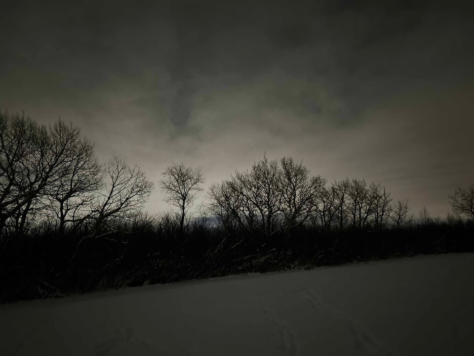 a cloudy sky at around dusk, bare-branched trees in silhouette against white-grey clouds