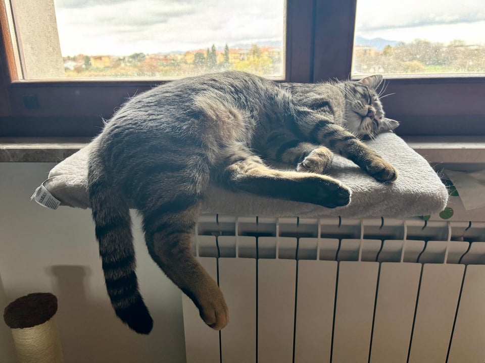 Pepito, the cat, sleeping near the window.
