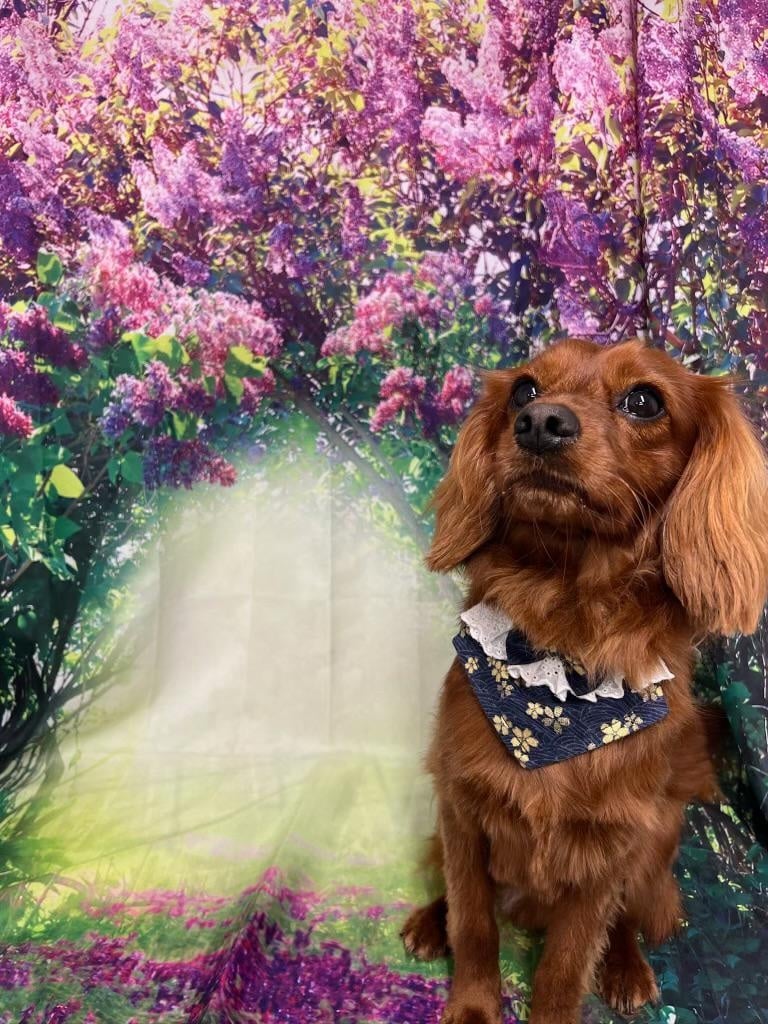 A dog in a cravat against a spring background.