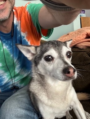 Selfie of Milo, a Chihuahua with Husky coloring. You can see some of me behind him, wearing a tie-dye shirt.