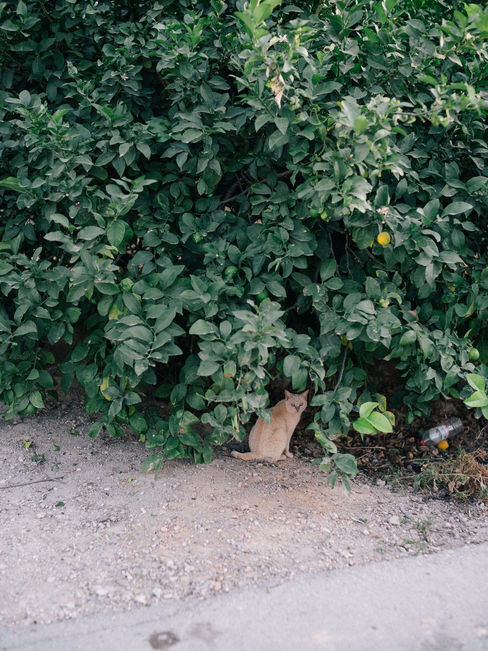 Un gato observa bajo un limonero polvoriento