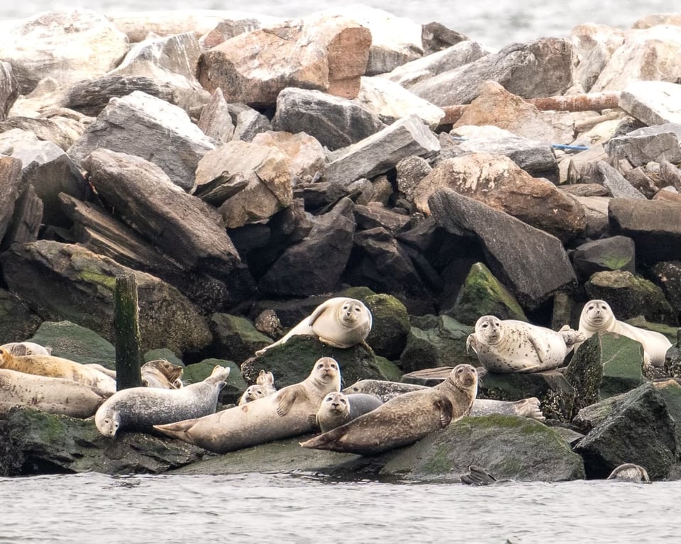 a heap of seals sitting among rocks