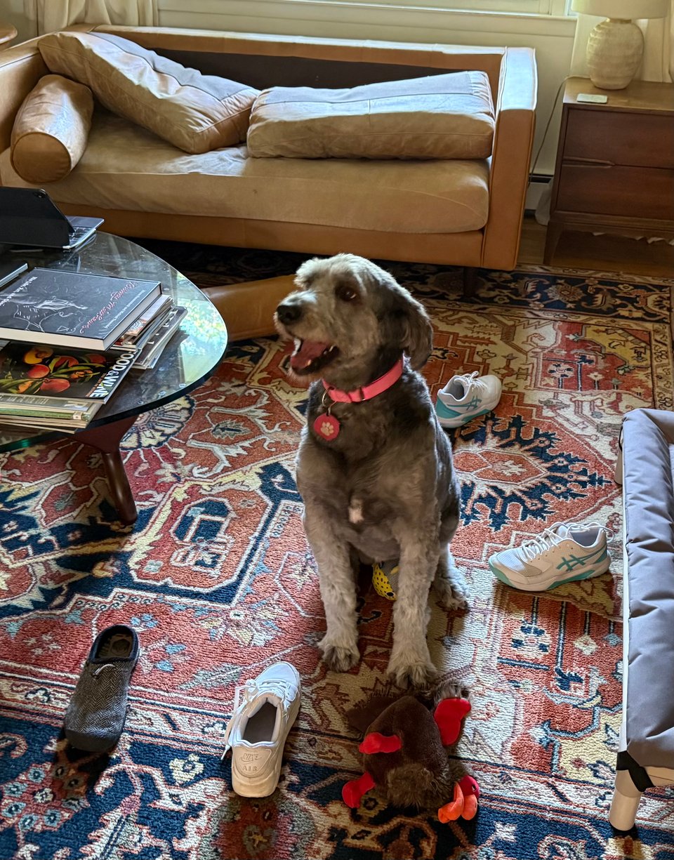 Photo of gray aussiedoodle sitting on a rug, surrounded by sneakers and dog toys; a light-brown leather sofa is in the background, its cushions and bolsters flipped and askew. The dog looks very pleased with herself.