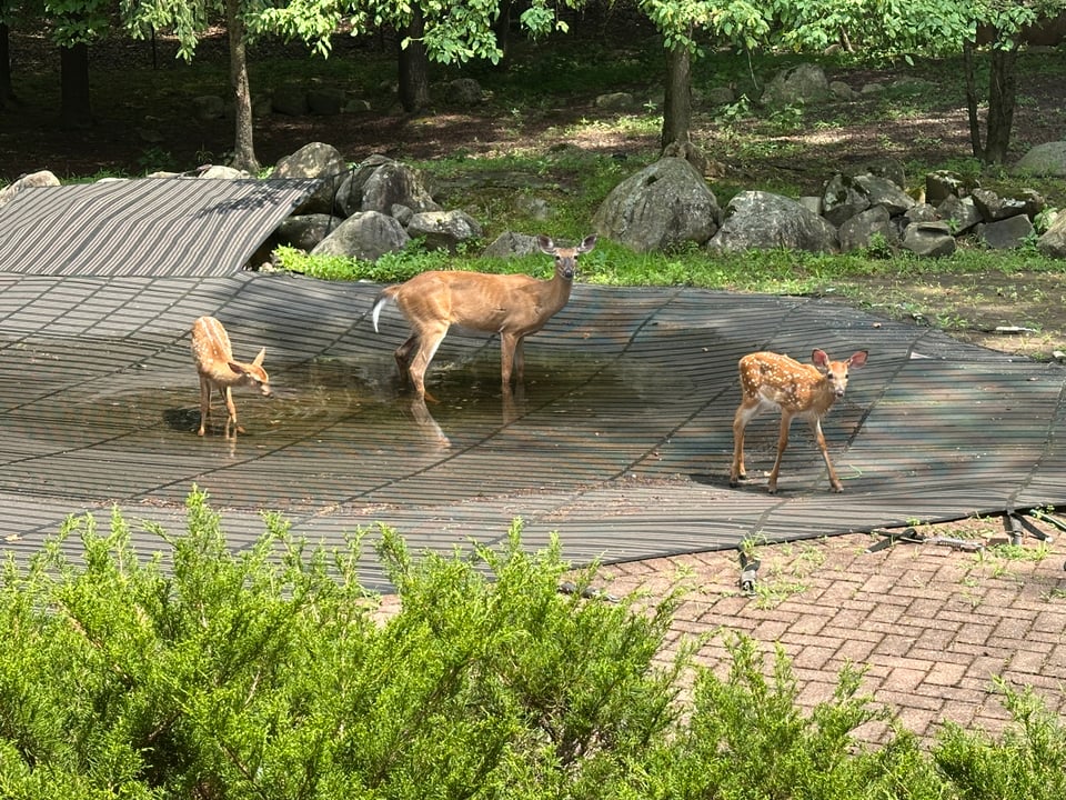 photo of a deer and two fawns standing on a pool cover and drinking the stagnant water there
