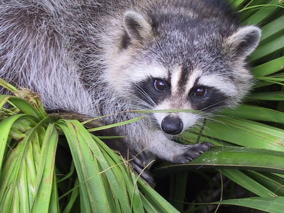Picture of a young raccoon, maybe a baby, in a nest of long green leaves. Its face is at least top five cutest of faces.
