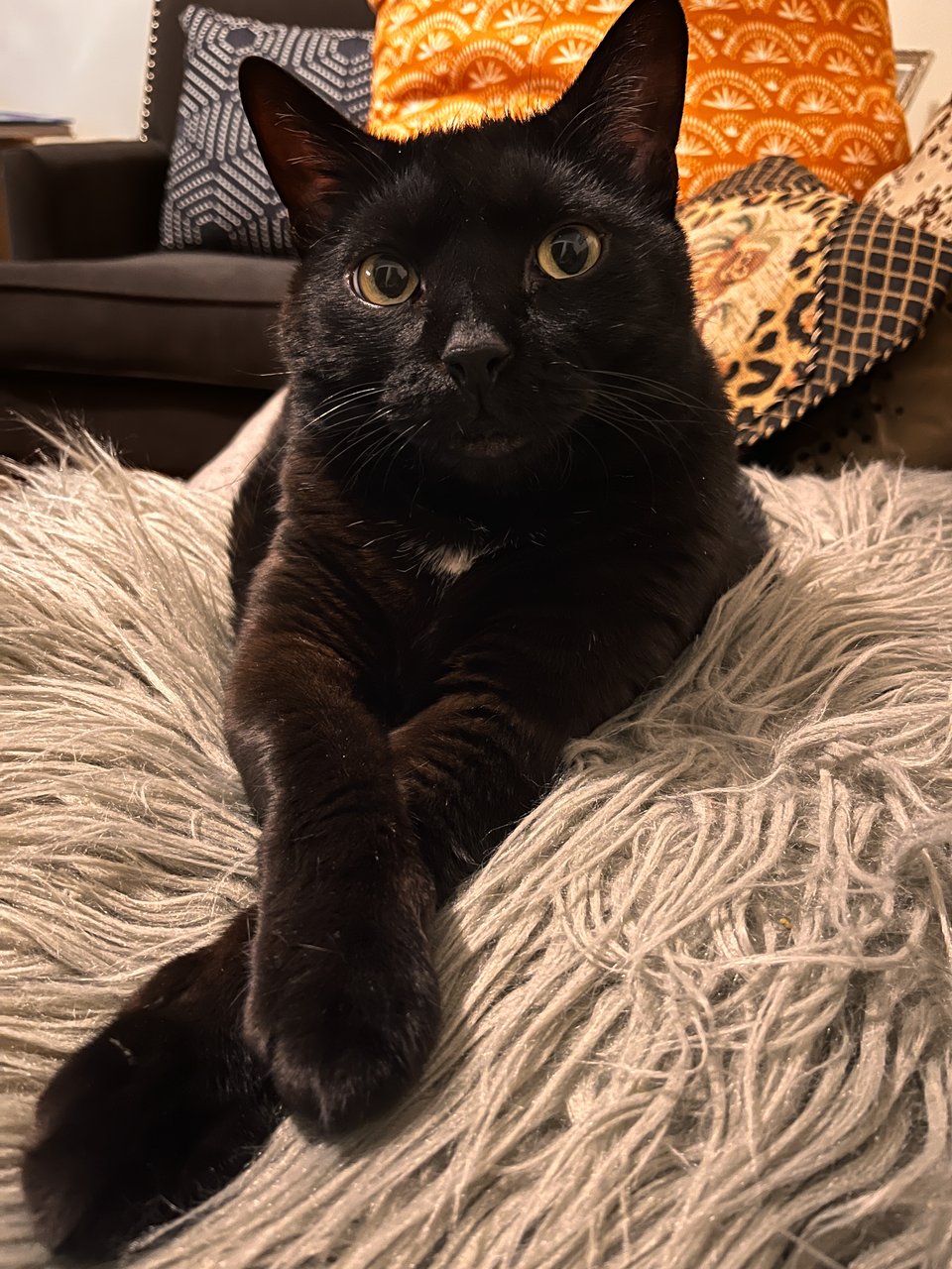 adorable black cat with paws crossed on fluffy pillow