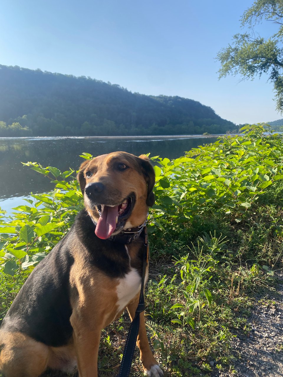 A dog sitting and smiling in front of a river