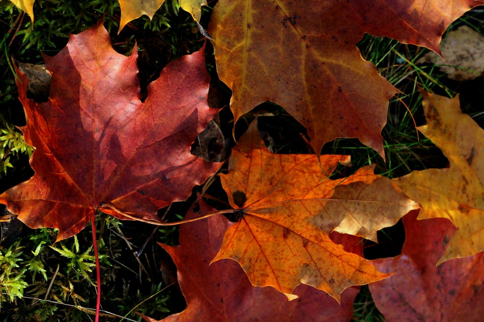 Red leaves on the grass
