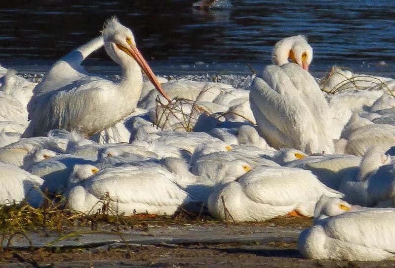 Won’t be long before we start spotting American White Pelicans migrating back our way. They’re always so welcome! / Photo by Steve Dietz