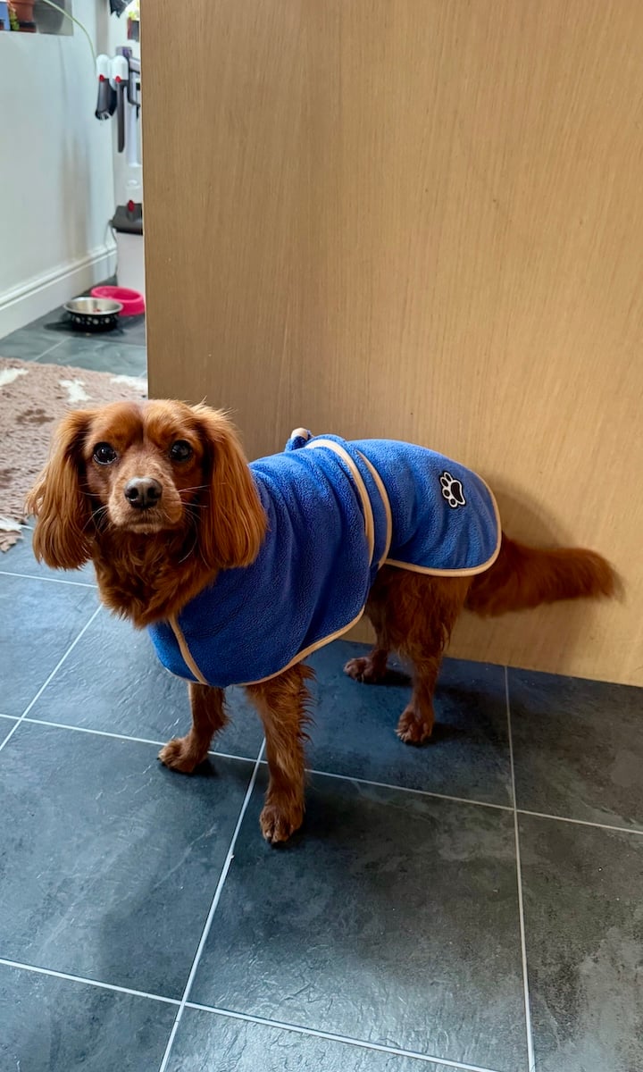 A cute dog in a dressing gown.