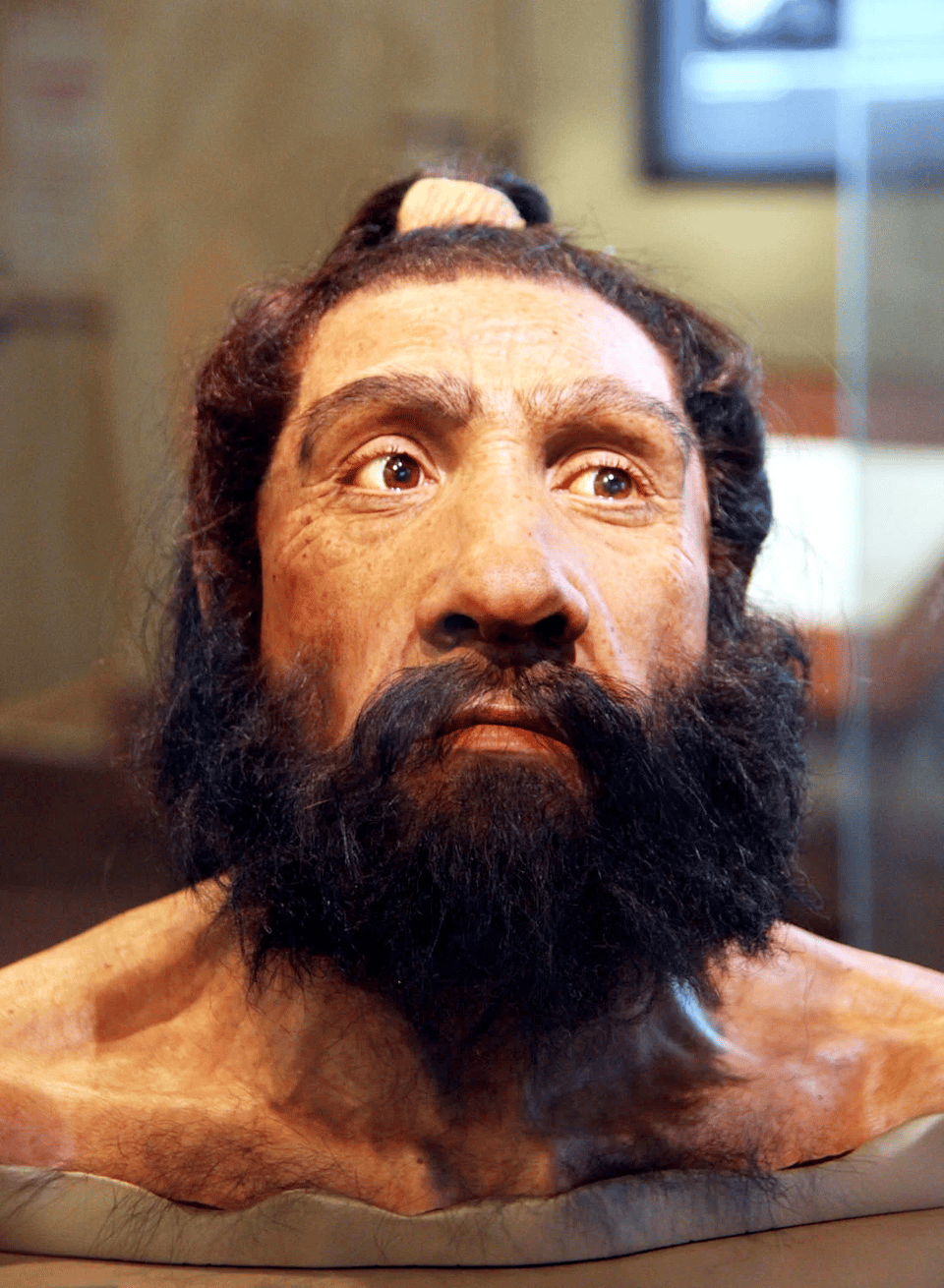 A photo of a bust reconstruction of what an Neanderthal might look like. It is a man, with dark brown eyes, and a thick mustache and beard and hair. His hair is tied into a top knot ponytail.