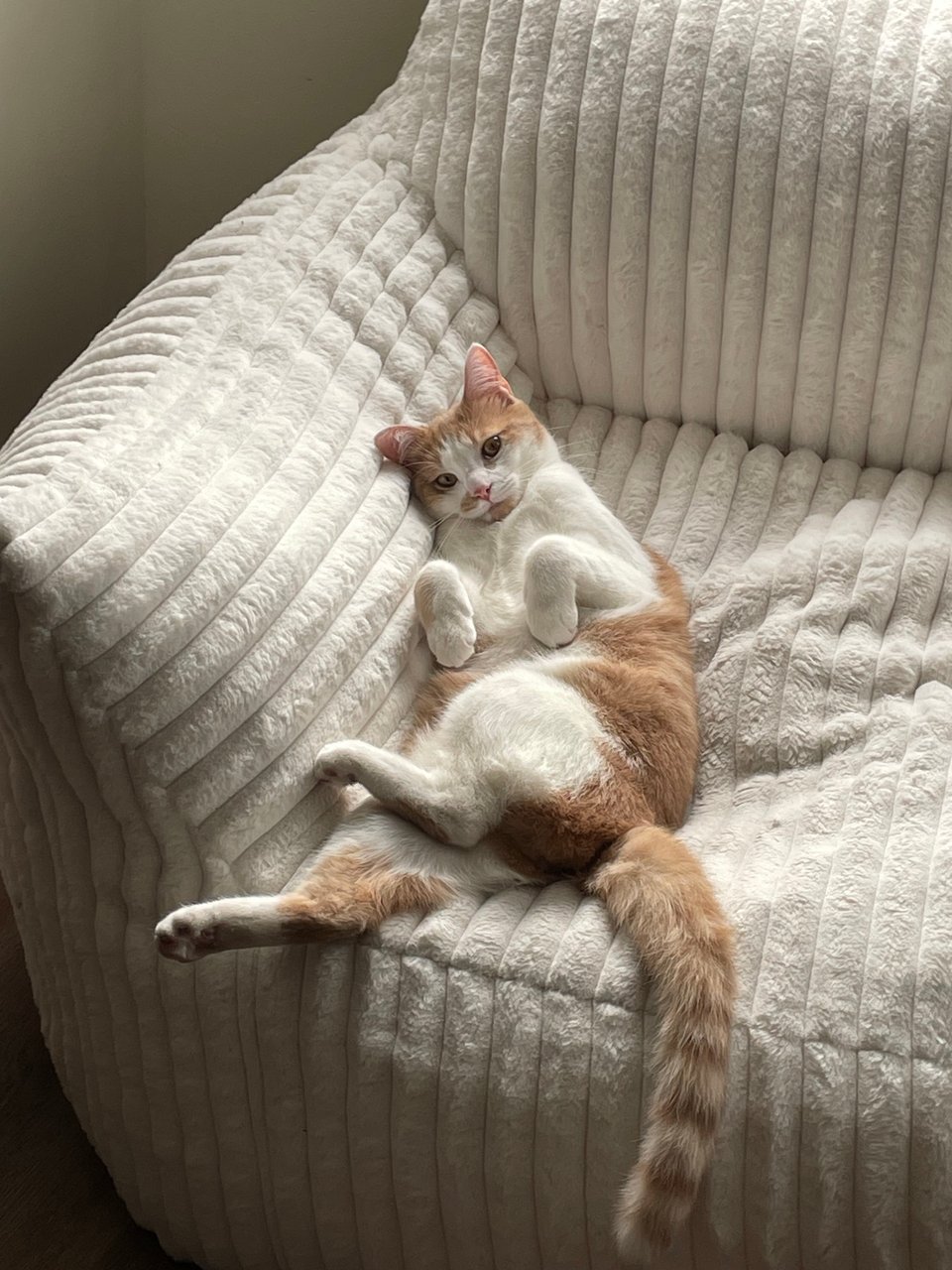 Timmy curled up in a chair