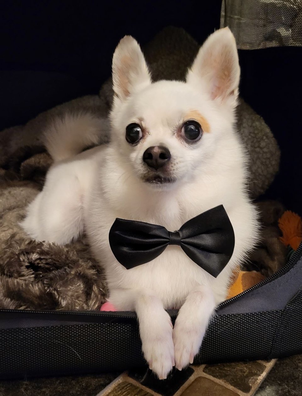 A white chihuahua sitting very demurely in his bed, with his front paws over the entrance. He is wearing a comically oversized black bow tie and his eyes seem to be looking in different directions, in a vaguely froggish manner.