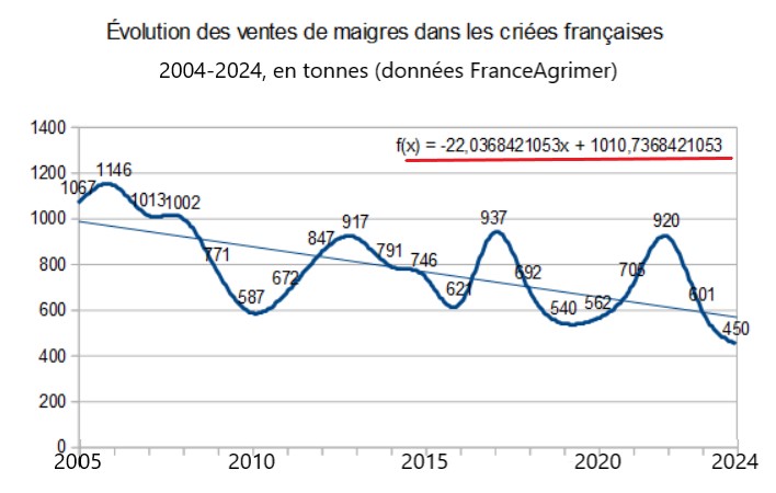 Évolution des ventes de maigre (en tonnes) dans les criées françaises de 2004 à 2024 (source FranceAgrimer). Il faut majorer de 10% ces chiffres pour estimer les captures totales pour tenir compte des ventes directes.