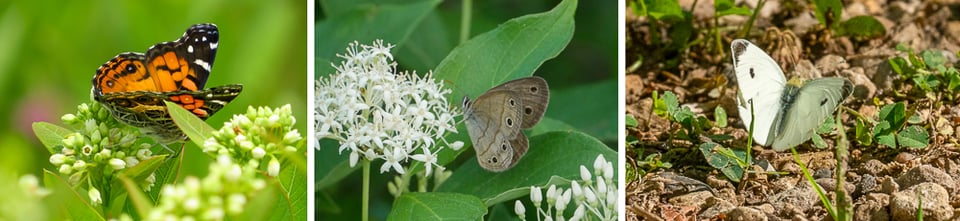 Over those 20 years, the American Lady (left) declined by 58%; the Little Wood Satyr (center) by 62%. Even the seemingly ubiquitous Cabbage White, (right), which is classified as invasive, was down 51%. / Photos by Avery Blumenthall, July 17, 2023 (CC BY-NC 4.0); Andy Birkey, June 10, 2013 (CC BY-NC 4.0), and Earl Bye, July 4, 2023