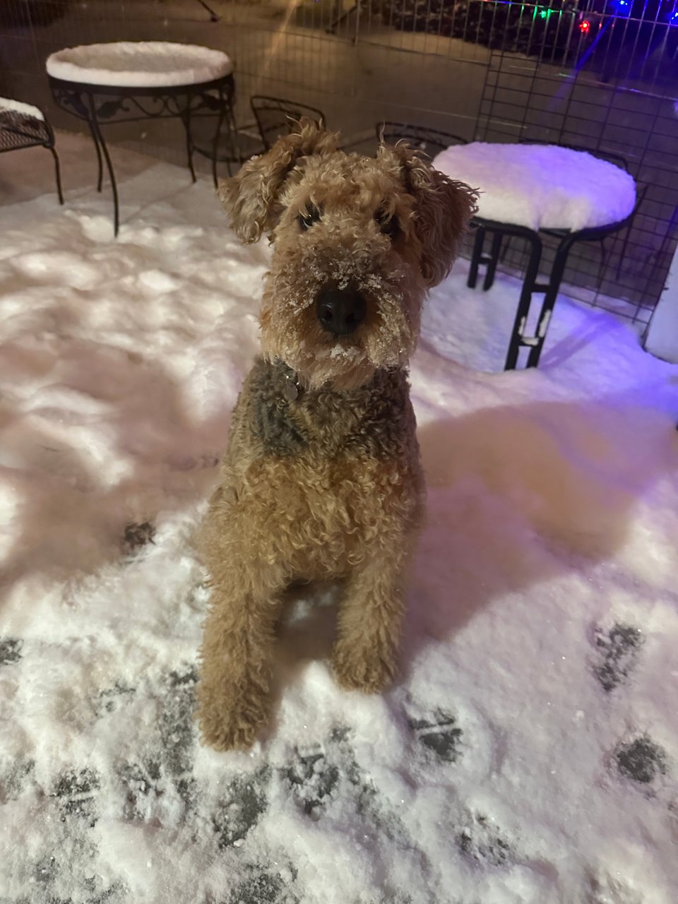 Oona, an Airedale terrier, sitting on a snowy deck with pawprints all around her and snow on her snoot because she has alternately been trying to fight and eat the snow.