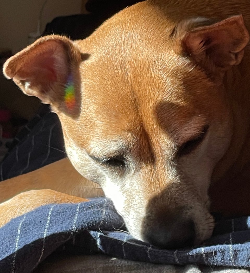 Kizu, a short-haired fawn-colored dog with a white-flecked muzzle, one pointed ear and one half-flopped ear and dark brown eyes is laying down on a navy pinstriped blanket with head turned towards the photographer and eyes half-mast. A rainbow is visible under the ear on the left.