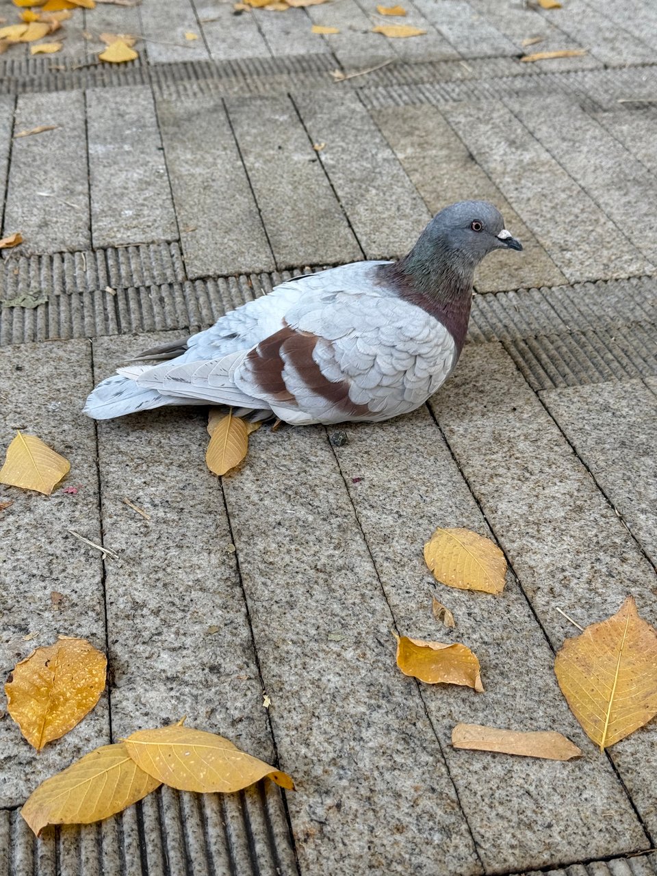 A beautiful pigeon with white and brown feathers