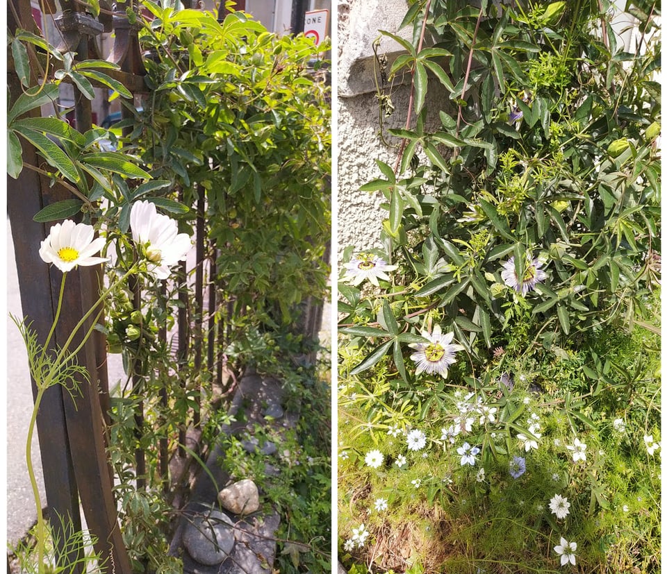 deux photos : à gauche, une grille en fer forgé couverte de passiflore, avec un petit muret agrémenté de fleurs de cosmos ; à droite, une mur couvert de passiflore en fleurs au-dessus d'une jardinière pleine de fleurs de nigelle bleues et blanches
