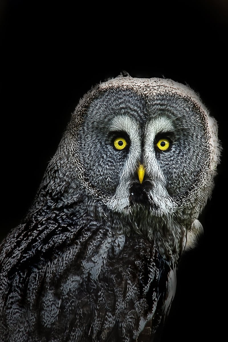 A close-up photo of the chest and head of a great gray owl. The owl is looking directly at the camera. Its feathers are mixed grey, black and white, and the feathers radiate in huge circles around the owl's piercingly yellow eyes, so they almost look like huge bowls or radar dishes with the eyes in the center. It has a small yellow beak. The background is pitch black, so the owl is very dramatic against the background