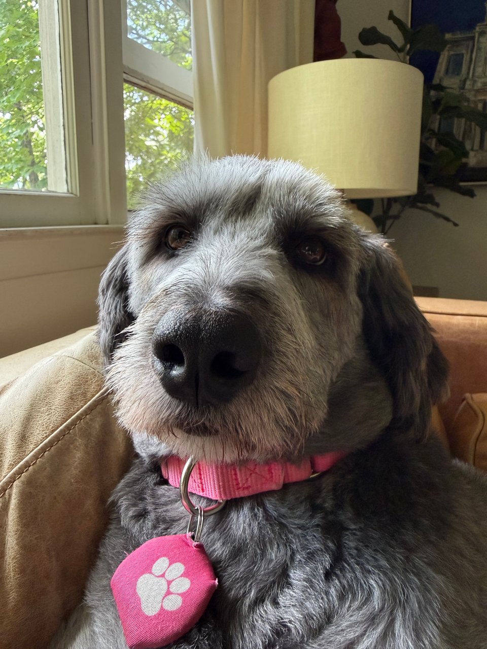 photo of face of gray Aussiedoodle