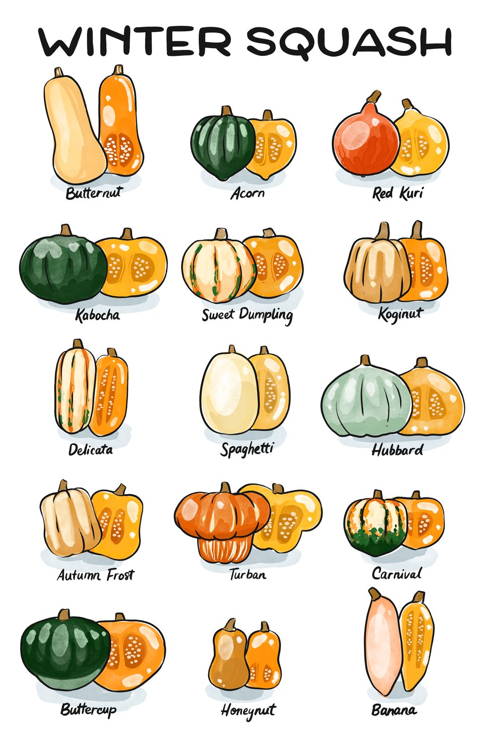 an illustrated chart of several winter squashes: Butternut, Acorn, Red Kuri, Kabocha, Sweet Dumpling, Koginut, Delicata, Spaghetti, Hubbard, Autumn Frost, Turban, Carnival, Buttercup, Honeynut, Banana