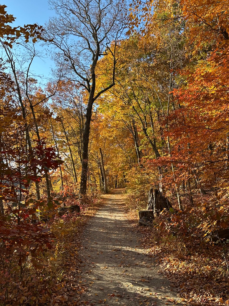 photo of forest trail, with autumn leaves illuminated by morning sun