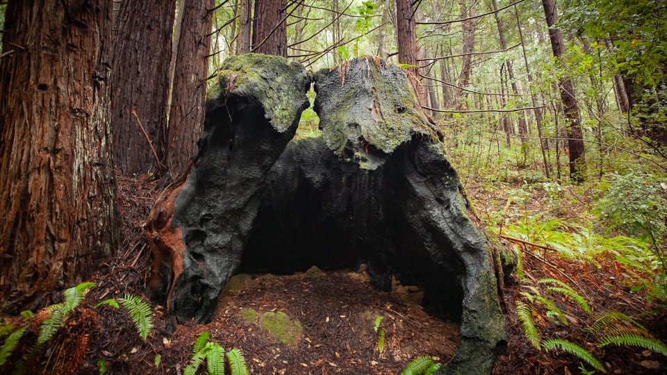 Old stump, awaiting explorers