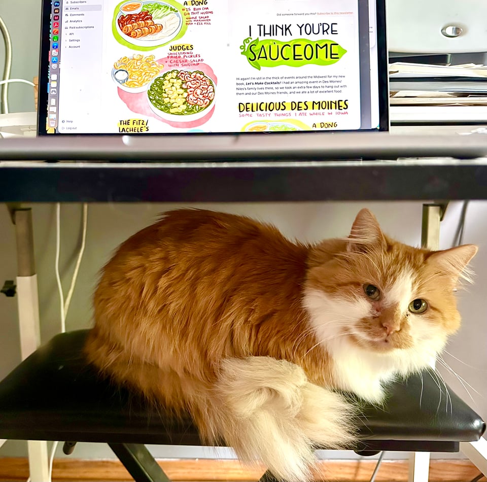 a fluffy orange and white cat sitting on a small bench under a drawing table with a laptop above.