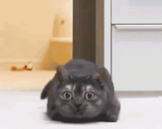 A cat waves its tail around excitedly and gets ready to pounce.