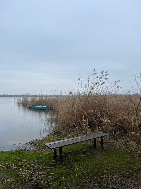 The 🌻🚀 Edition