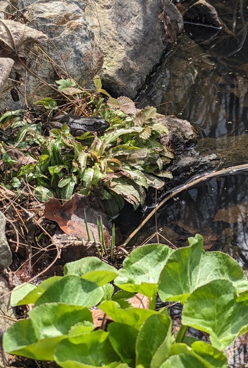 A small dark frog hunkered down in greenery emergent from a little garden pond, round leaves of marsh marigold flourishing in the foreground and spiky sedges beginning to grow in the mid
