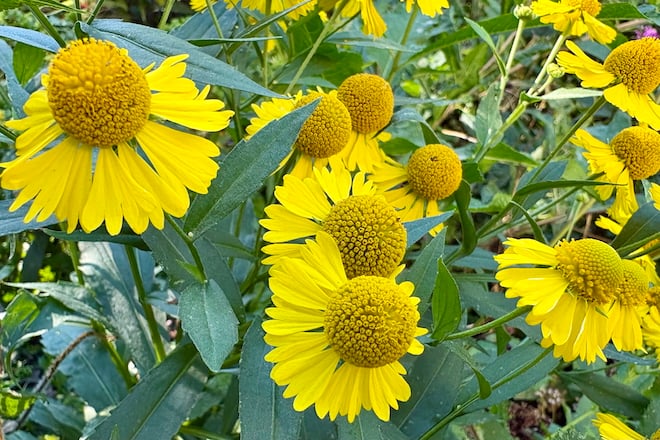 Sneezeweed