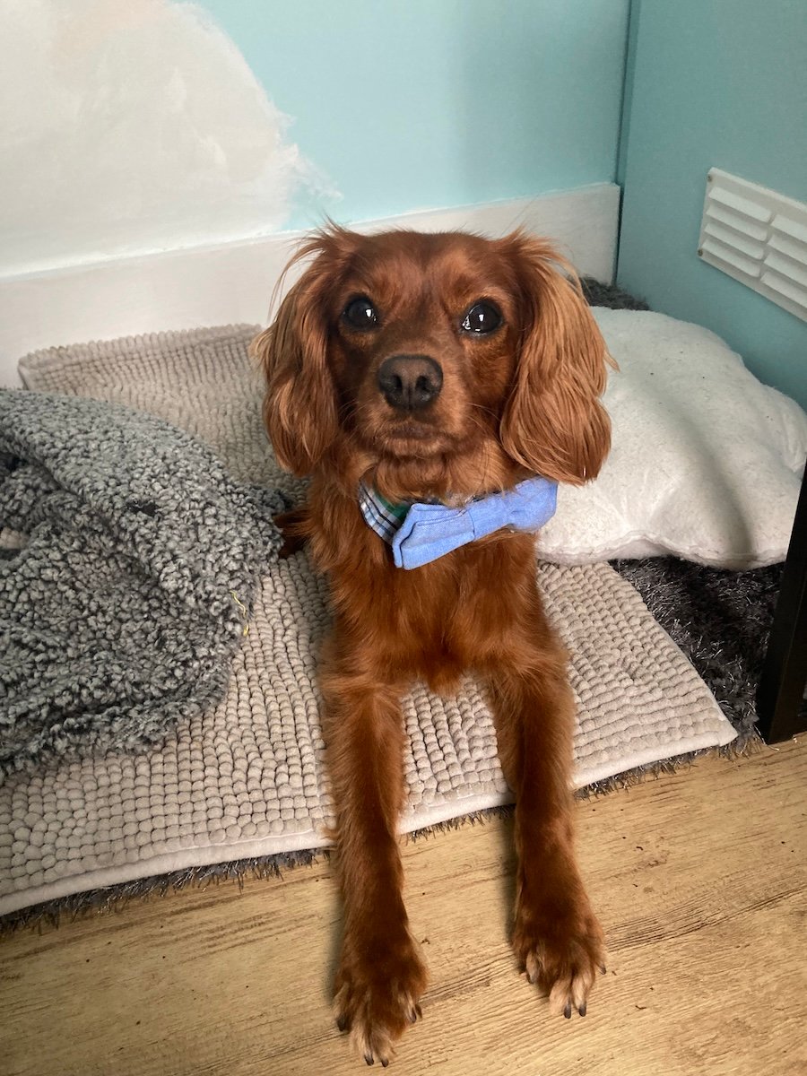 A cute dog wearing a bow tie.