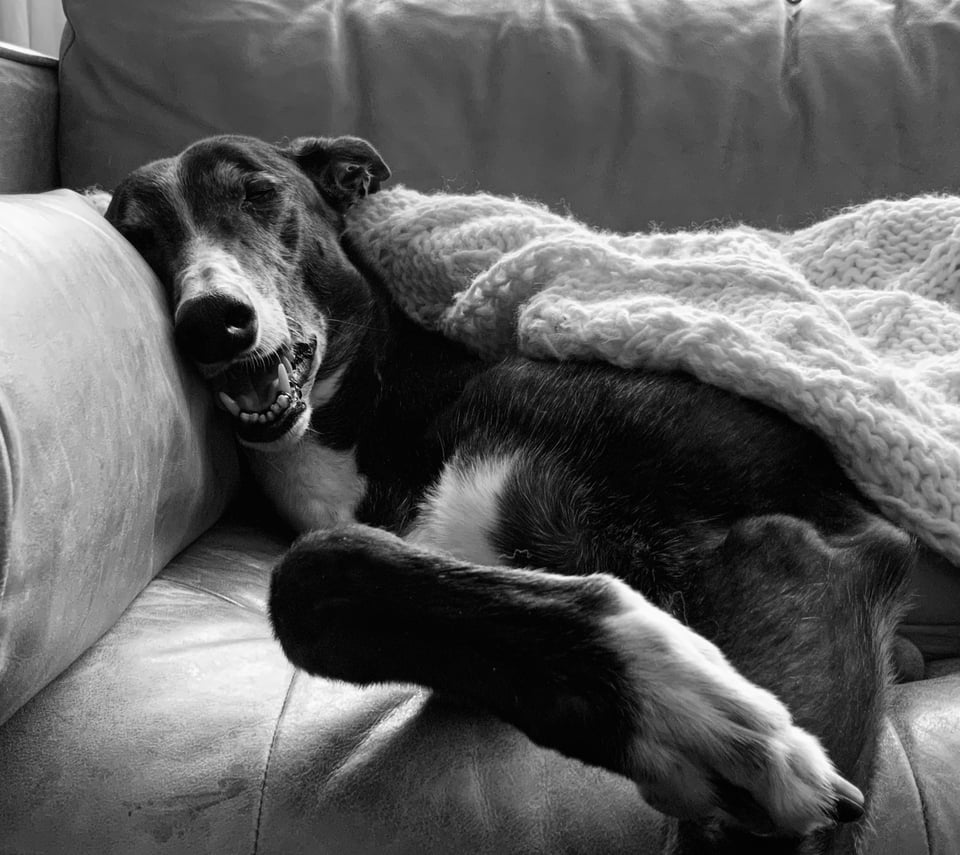 Black and white photo of a black greyhound asleep on a leather sofa, with his mouth hanging open. A white knitted blanket is covering him.
